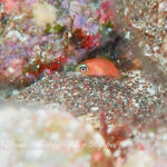 ハゼを求めて砂地徘徊♪