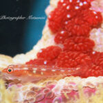 東風で穏やかな海♪透明度も回復！！