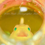 可愛いアイドルが呼んでいる♪