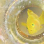 久々の大瀬崎！！