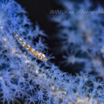 今日から穏やかな海況！