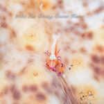 人気生物が続々と登場！