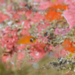 青い海！井田ブルー絶好調♪