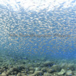 まだまだベストシーズンな海です♪