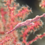 荒れた海も今日まで！