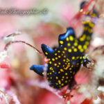 ケーソン周りで十分楽しめちゃいます！