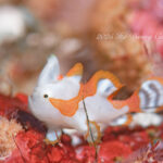 可愛い生物沢山！！