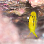 富士山の雪化粧も井田ブルーも！年末を満喫♪