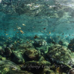 光が差し込み水中が輝いてます！