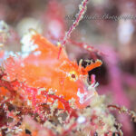 初めましてのお魚登場！