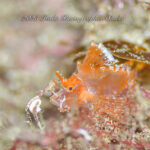 井田であまり見ない生物沢山だー！