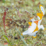 フォトダイブとSHOP様の視察DIVE！