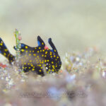 早めに4DIVE！！