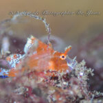 幻のイトヒキカサゴ！