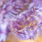 西風続きで再び大瀬崎へ♪