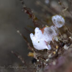 週末は潜れるぞー！