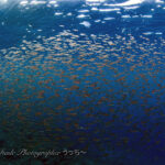 午後からは潜れましたー！