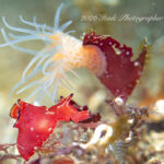 井田の河津桜開花〜♪