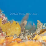 透明度15mキープ！井田ブルー絶好調！