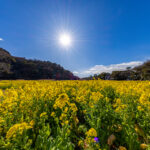 井田の菜の花が見頃です♪