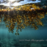 クローズなく穏やかな井田の海！