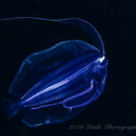 水面下は要チェック！