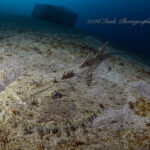 出ましたー！キアンコウ！！