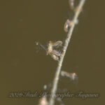 大瀬崎に行って来ました〜