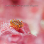 マニアックなマクロの世界！