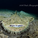 BIGキアンコウ登場！！！