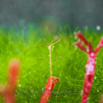 東風でベタ凪です！