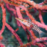 久々にベタ凪！！