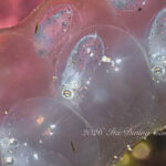 元気に動き回る新しい命