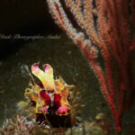 ハナイカもまだ観察出来ています♪