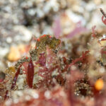 薄ら風波ありましたが潜れました〜！