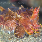 イカが熱いッ♪