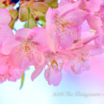 河津桜が満開〜！！