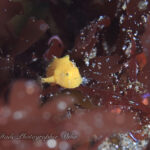 雪にも負けず！大瀬崎へ！