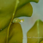 いつの間にかおチビが増えている…！！