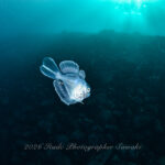 大きく荒れることなく4DIVE！！