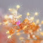 三連休大きく荒れること無く潜れました！