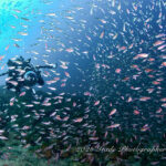 2月の井田の海もめっちゃ楽しいぞー！