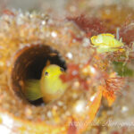 透明度また回復しています！