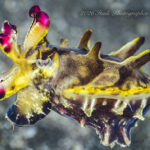 引き続き穏やかな海況でした！