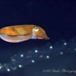 大量のサルパ、少し流れたかな〜♪