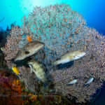 綺麗な海に戻りましたー！