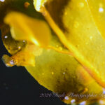 大量のサルパ出現！！