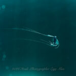 連日テンガイハタ登場！！