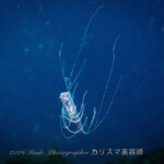 ハナイカ4個体も居る。。