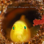 井田ブルー絶好調！